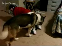 [ Animal Sex ] Naughty nympho prefers beast sex encounters